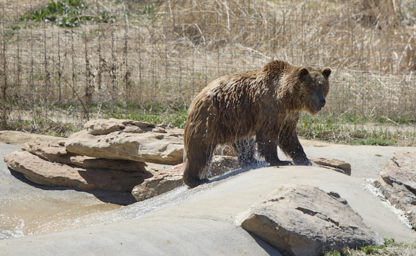 Bear emerging from the water