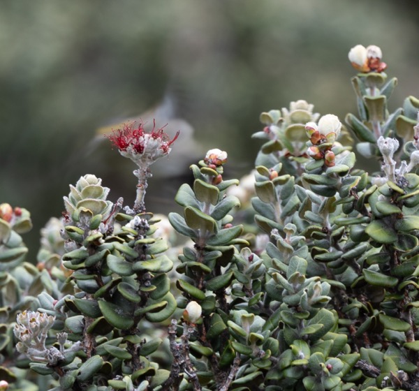 'Ōhi'a lehua blossom