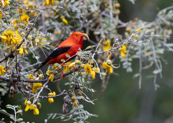'I'iwi adult