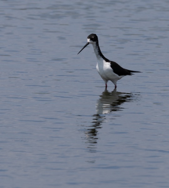 Hawaiian stilt