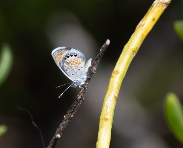 Hawaiian blue butterfly