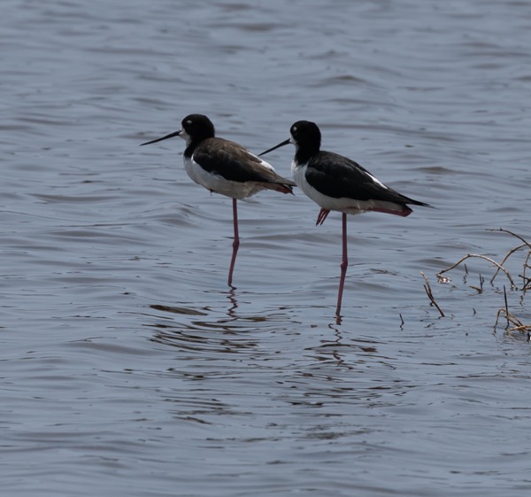 Hawaiian stilts
