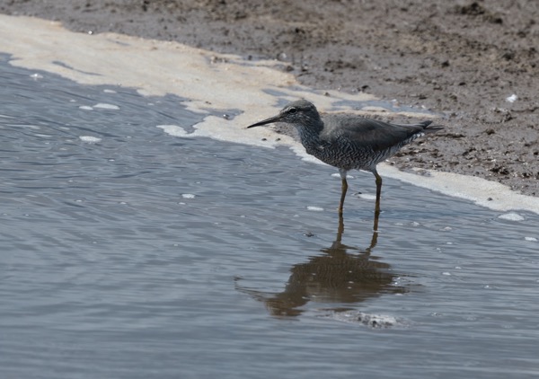 Wandering tattler