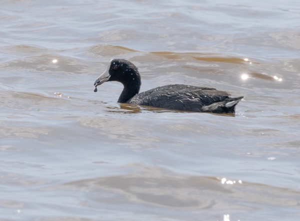 Hawaiian coot