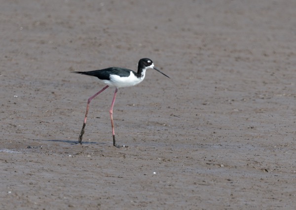 Hawaiian stilt