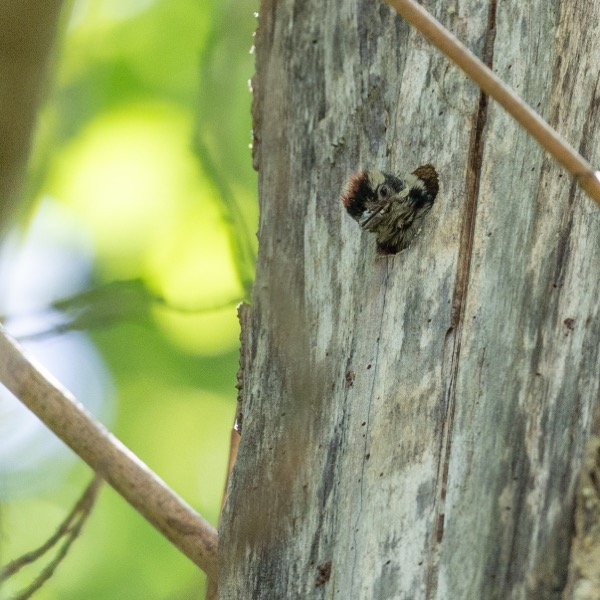 Hairy woodecker chick