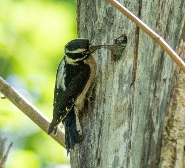Hairy woodecker feeding chick