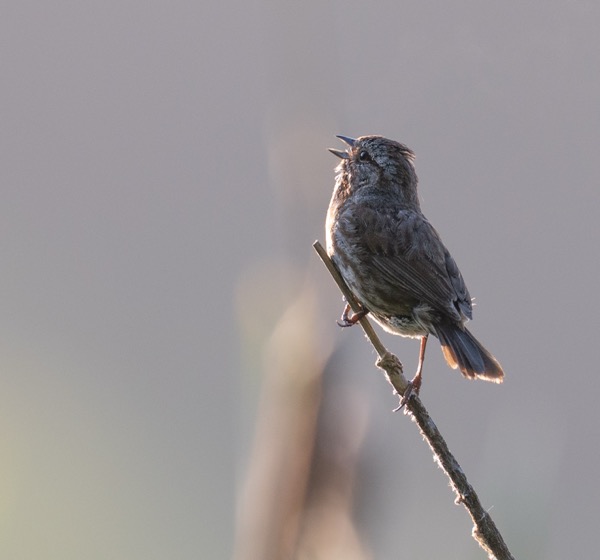 Song sparrow