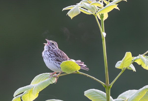 Savannah sparrow – note the visible puffs of breath