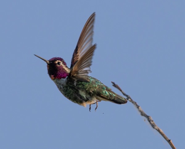 Anna's hummingbird