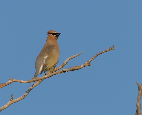 Cedar waxwing