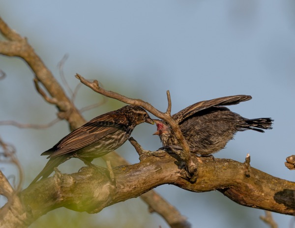 Red-winged blackbird female and chick