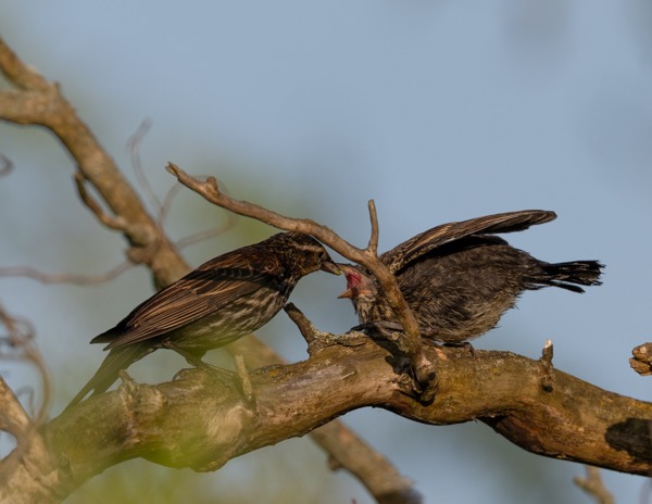 Red-winged blackbird female and chick