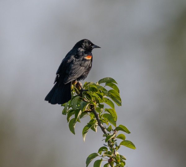 Red-winged blackbird male