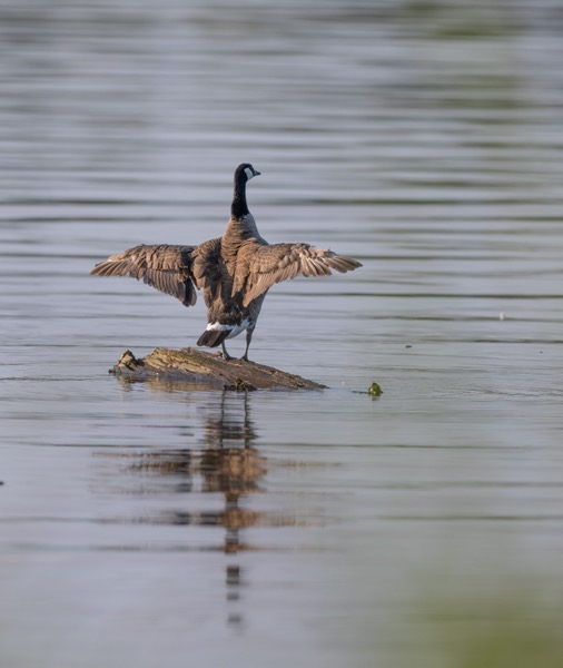 Canada goose