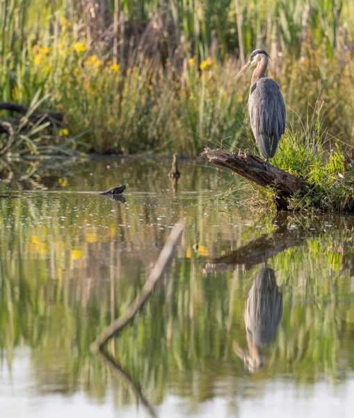 Great blue heron