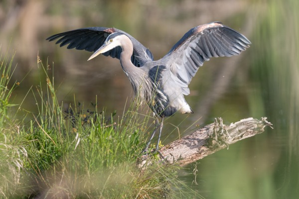 Great blue heron