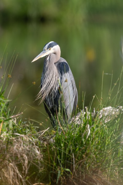 Great blue heron