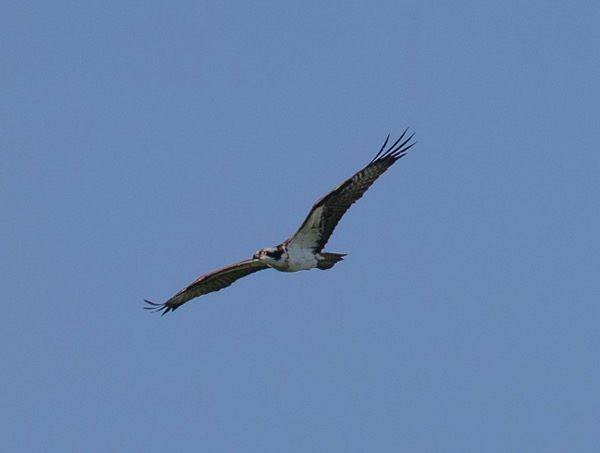 Osprey