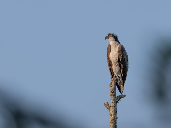 Osprey