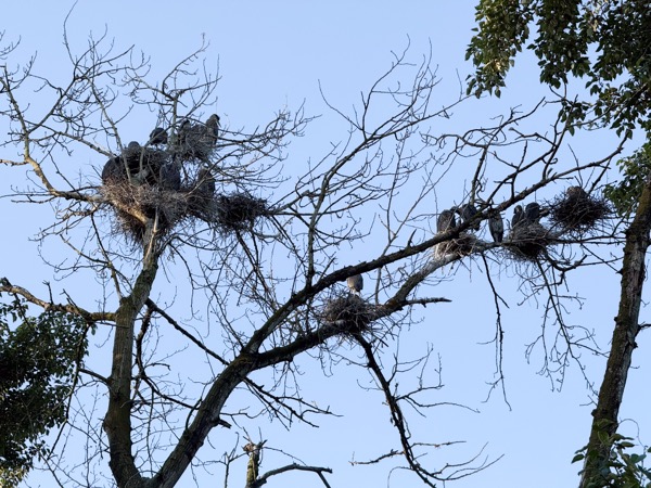 Many great blue heron nests with chicks