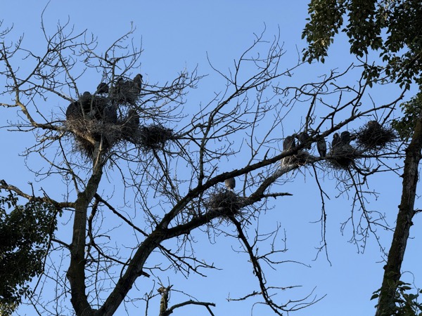 Many great blue heron nests with chicks
