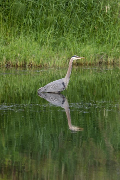 Great blue heron