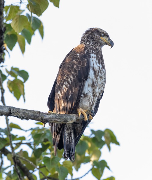 Young bald eagle