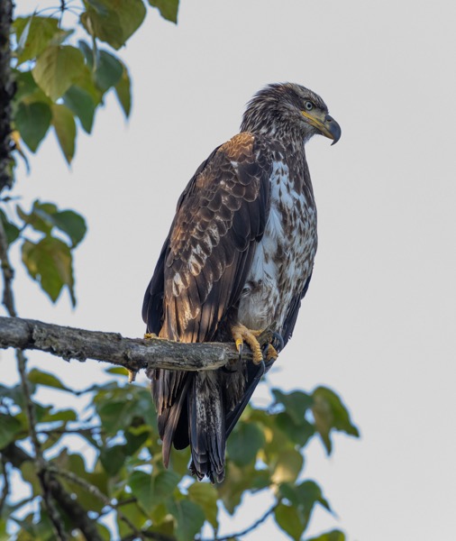 Young bald eagle
