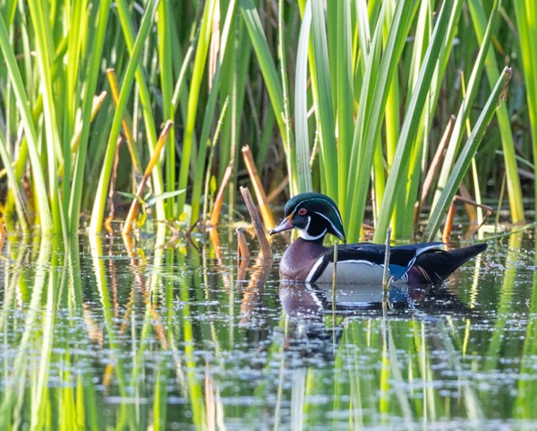 Wood duck