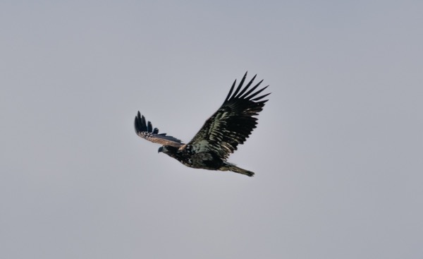 Young bald eagle