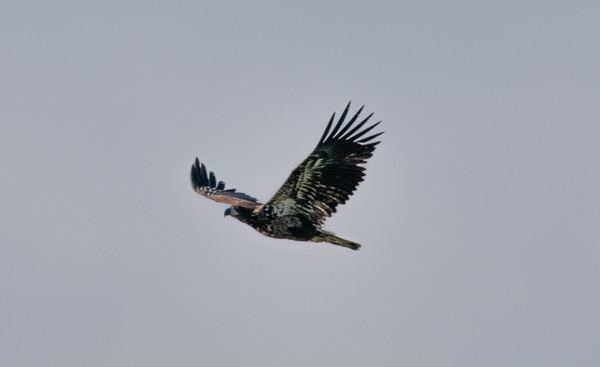 Young bald eagle