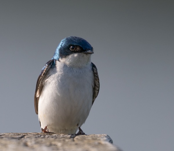 Tree swallow