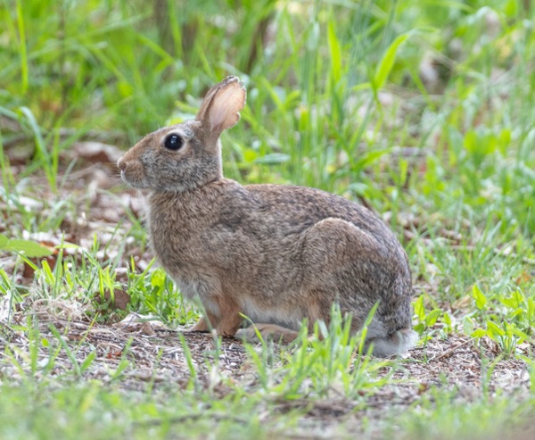 Feral rabbit