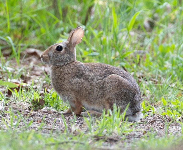 Feral rabbit