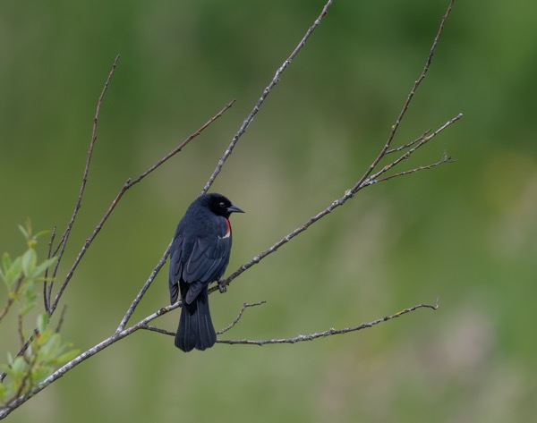 Red-winged blackbird
