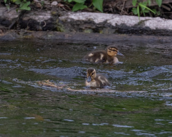 Mallard ducklings
