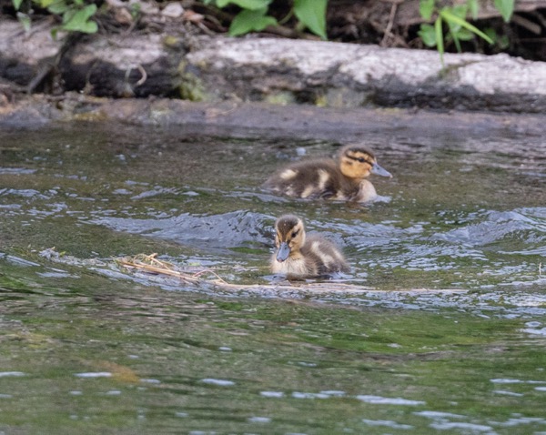Mallard ducklings