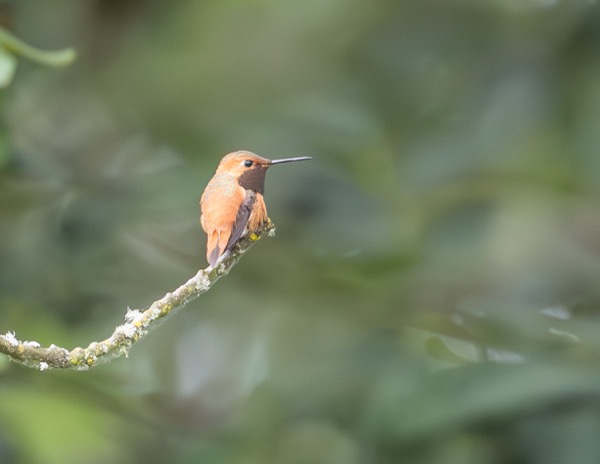 Rufous hummingbird