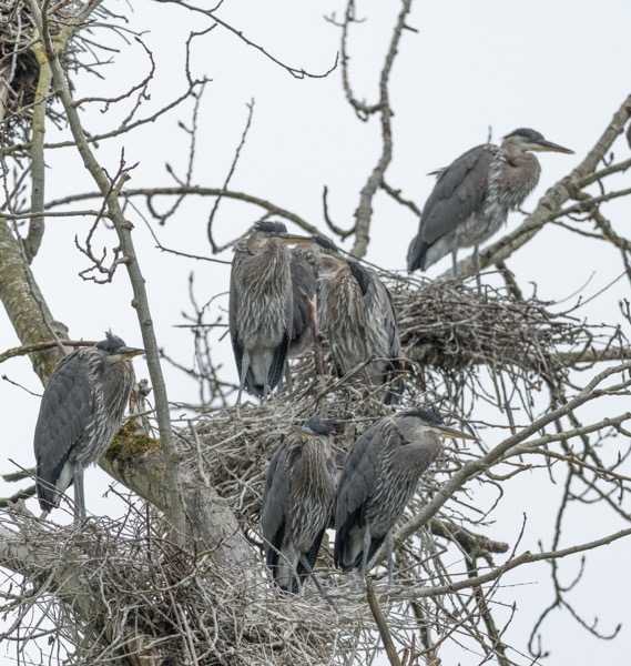 Great blue heron nestlings