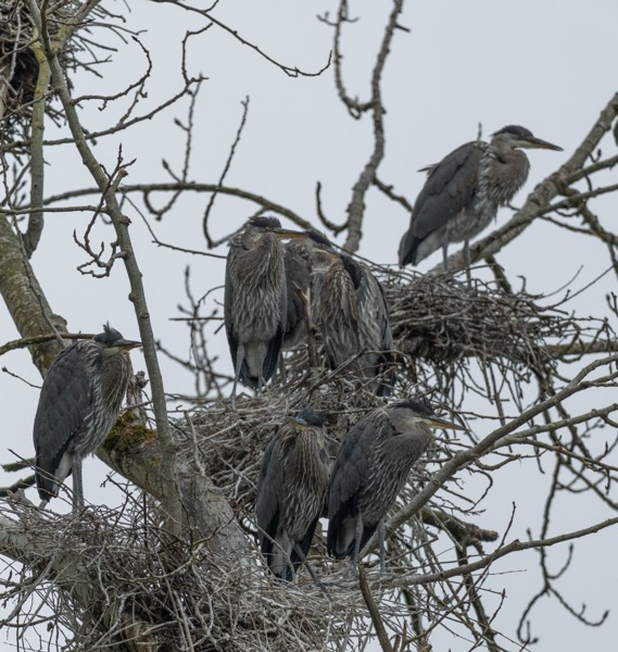 Great blue heron nestlings