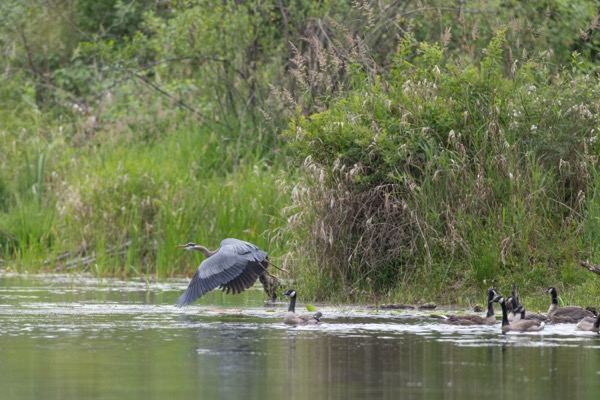 Great blue heron flying away from geese
