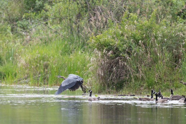 Great blue heron flying away from geese