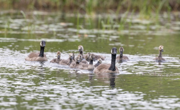 Canada goose family