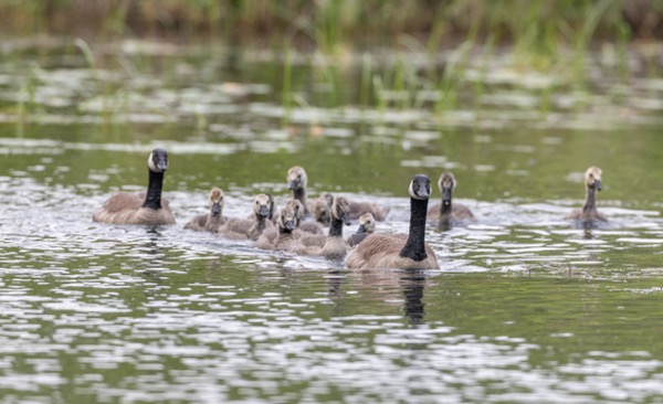 Canada goose family