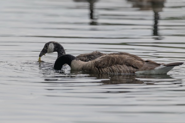 Gosling munching greenery
