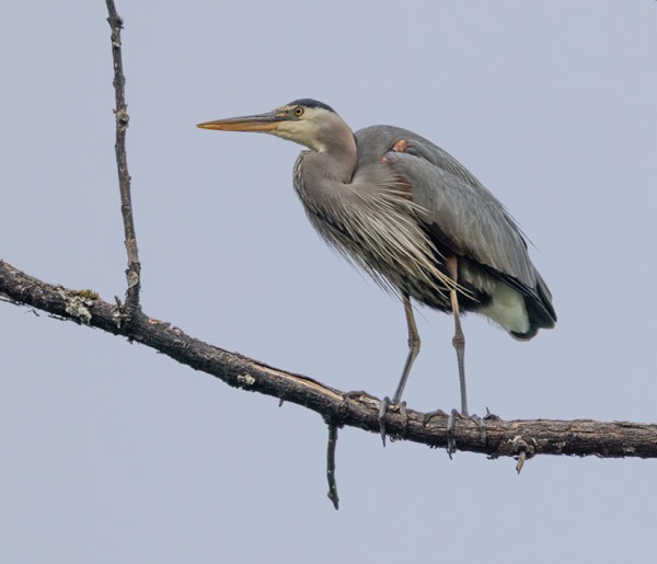 Great blue heron