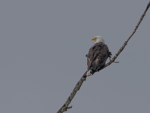 Bald eagle