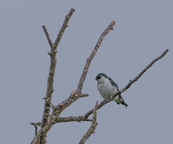Violet-green swallow