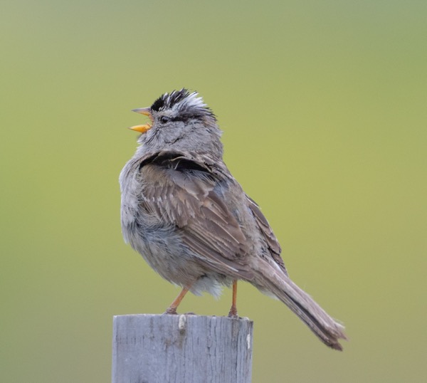 White-crowned sparrow